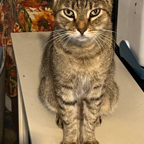 RESCUED:   Tiger!!!!! - Picture 1 of 4